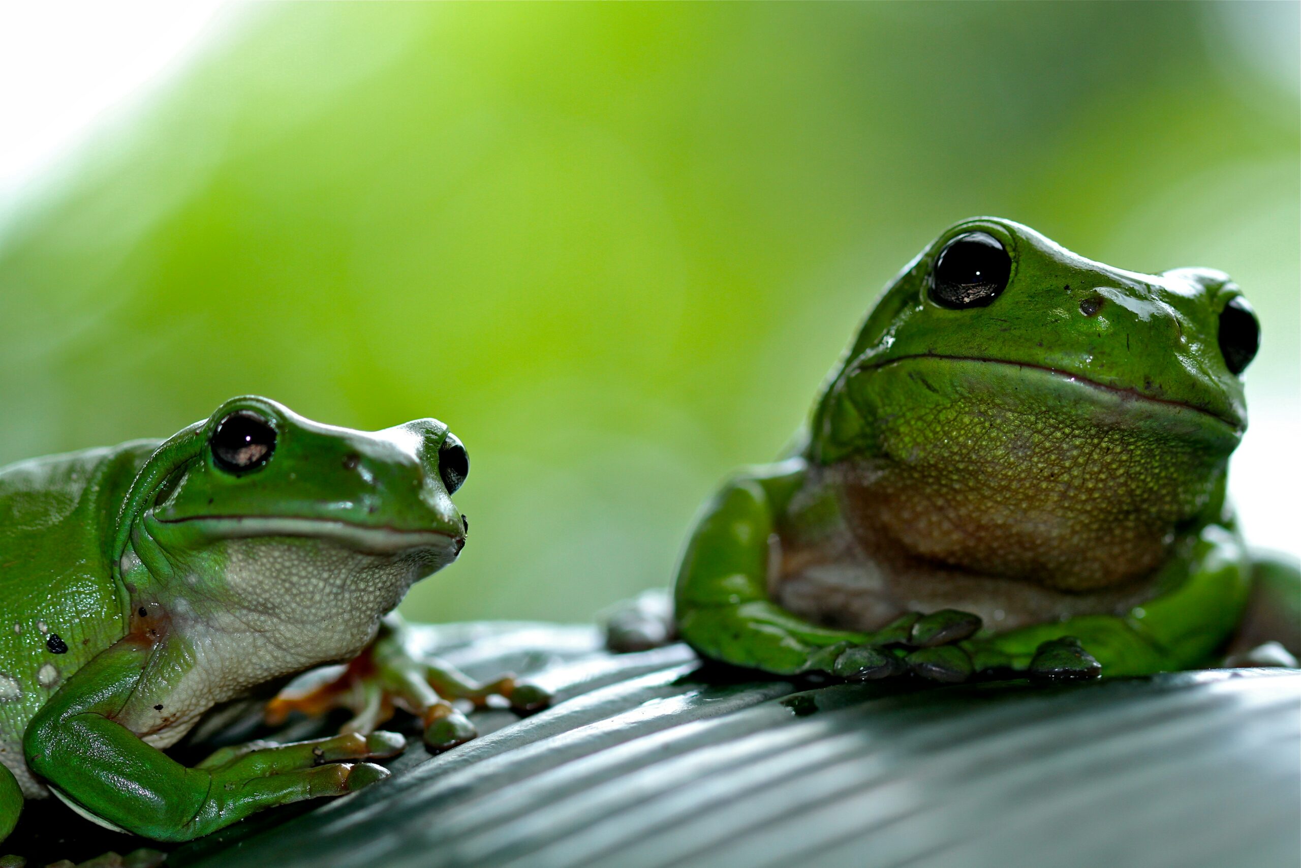 Fascinating Frogs