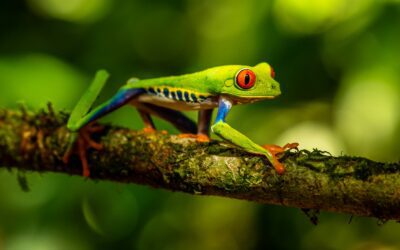 Red Eye Tree Frogs: Fascinating Creatures
