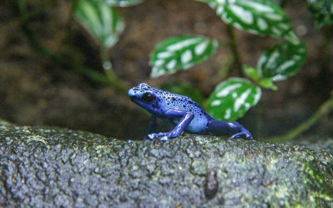 Poison Dart Frogs and Conservation Importance