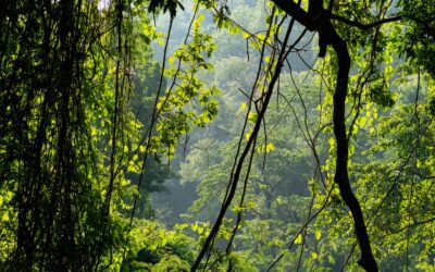 Herping for Dummies: A Beginner’s Guide