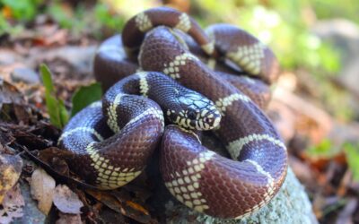 Kingsnakes: The Snake That Eats Rattlesnakes and Mimics Coral Snakes