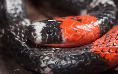 Colorful Coral Snakes