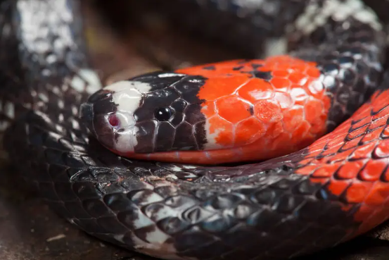 Colorful Coral Snakes