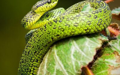 Herping: Exploring Nature and Promoting Conservation