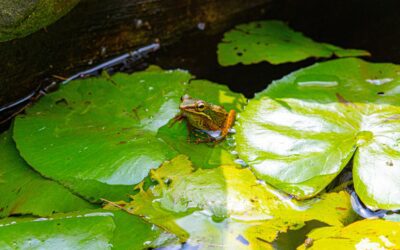 Amphibians and Reptiles Across Various Environments