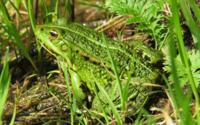 Amphibians Beyond Frogs
