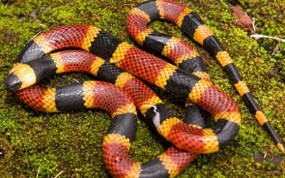 The Costa Rican Coral Snake