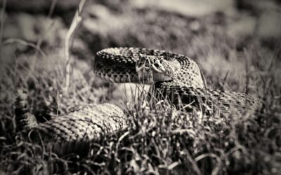 Rattlesnake Safety and Species Guide: What Every Herper Needs to Know