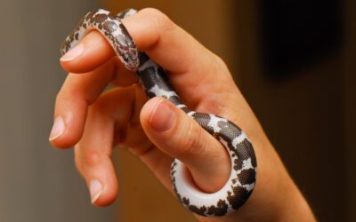 The Key Differences Between House Snakes and Wild Snakes