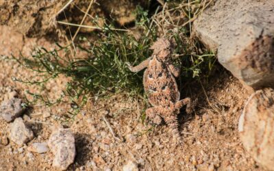 The Horned Lizard’s Amazing Defense Mechanism
