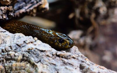 The World’s Deadliest Snakes: A Herping Guide