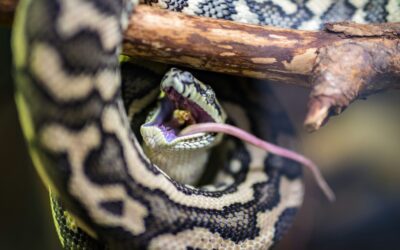 What Typically Comes to Mind When You Hear “Herping”?