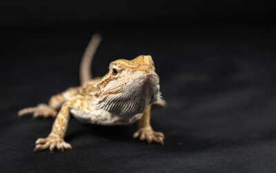 Bearded Dragon Care Guide: Everything You Need to Know About the Most Popular Pet Reptile