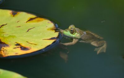 Herpetology vs Herping