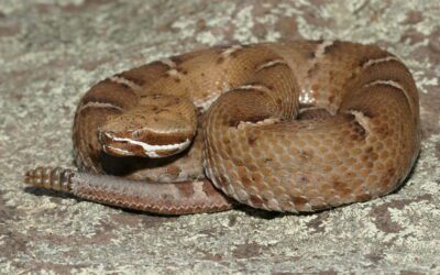 Best Places to Go Herping in the United States