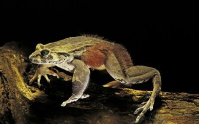 The Fascinating World of the Hairy Frog