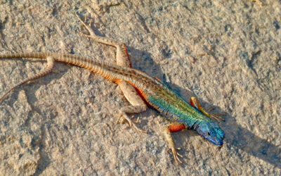 The World’s Most Colorful Reptiles