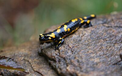 Biofluorescence in Amphibians and Reptiles