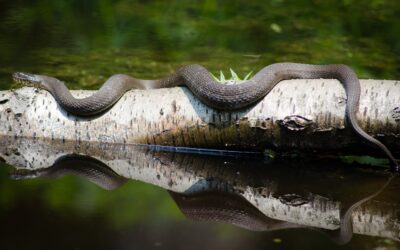 Best Apps and Technology for Herping