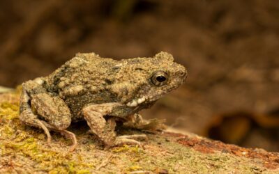 What’s The Difference Between a Toad vs a Frog?