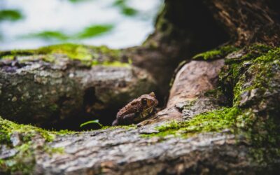 Hibernation vs. Brumation in Reptiles and Amphibians