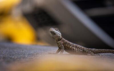 Herping in Urban Environments