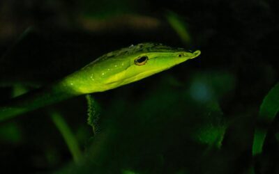 Herping for The Green Vine Snake (Ahaetulla nasuta)