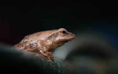 Why Amphibians Are So Important to the Ecosystem
