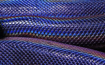 How Reptile Scales and Amphibian Skin Fuel Survival and Adaptation