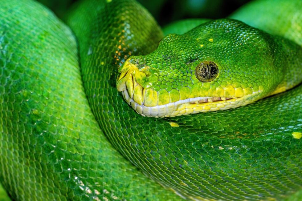 The Green Tree Python's Life in the Treetops - Herping.com