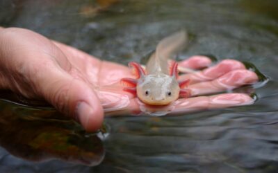 Meet the Axolotls: The Salamander That Never Grows Up