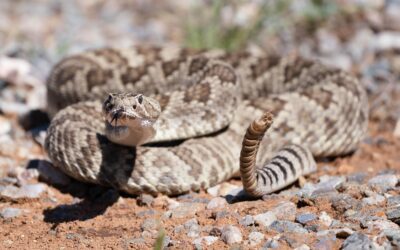 The Evolution of the Rattlesnake’s Rattle