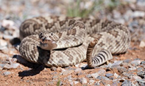 Rattlesnake Rattle: How It Evolved and the Science Behind the Sound ...