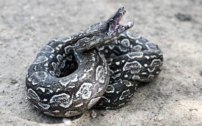 The Argentine Boa Constrictor (Subspecies Boa constrictor Occidentialis)