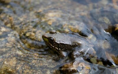The Rise of Herping YouTubers