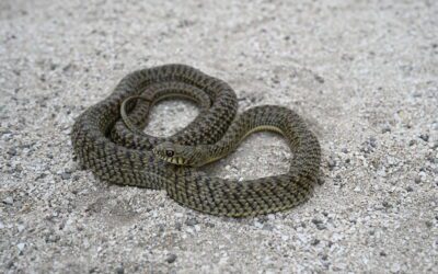 The Patagonia Racer (Philodryas Patagoniensis)