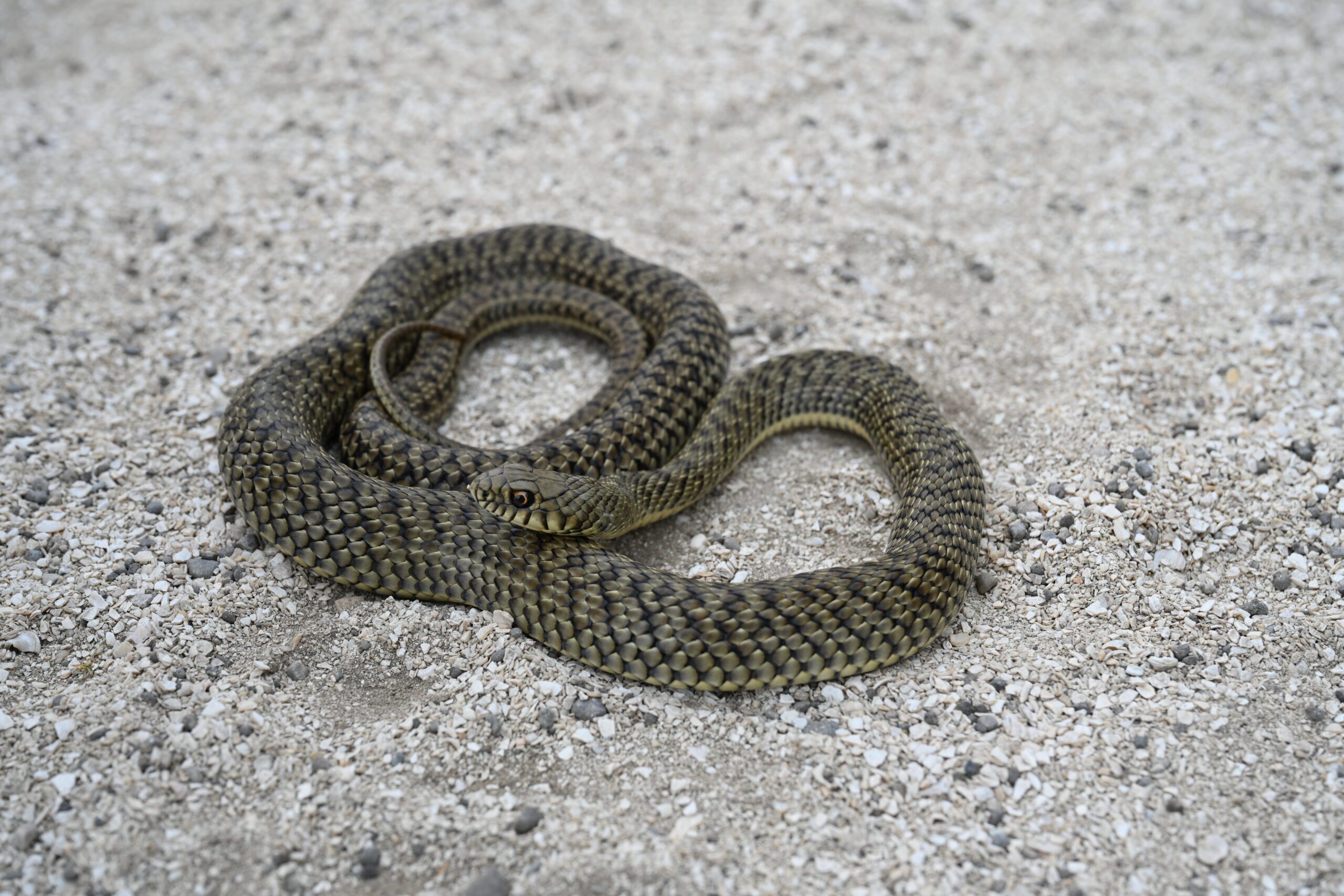 herping