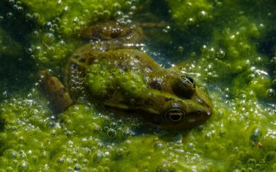 Why Some Frogs Lay Their Eggs in Foam