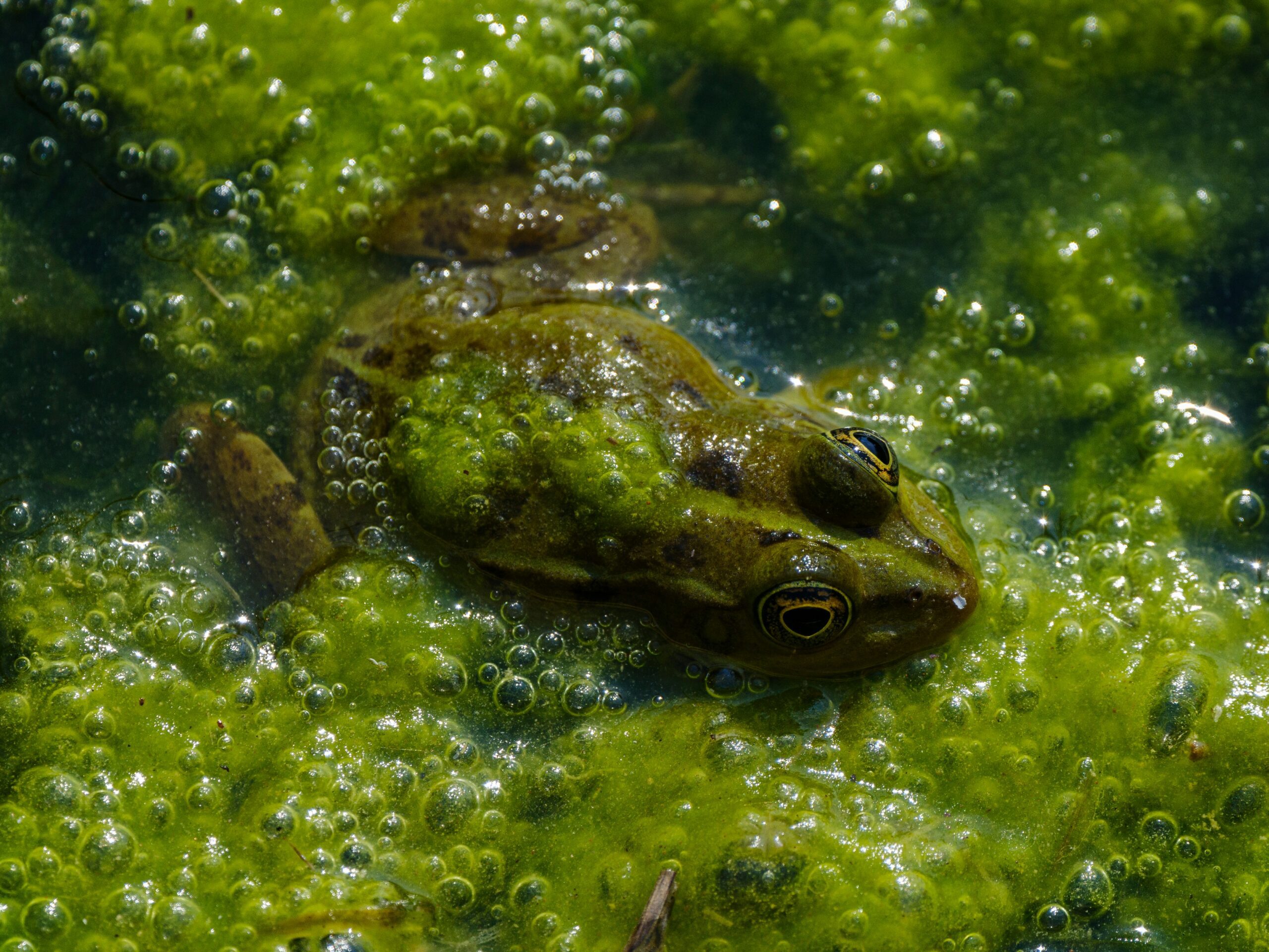 herping