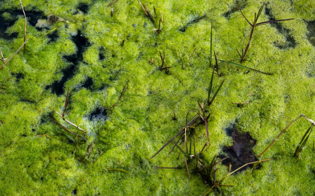How Toxic Algae Threatens Reptiles and Amphibians