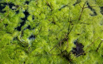 How Toxic Algae Threatens Reptiles and Amphibians