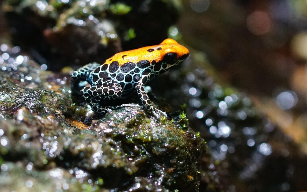 Poison Dart Frogs