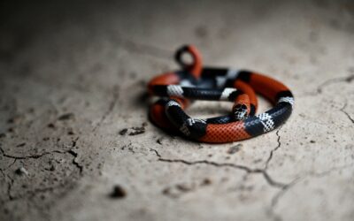 The Argentinian Coral Snake (Micrurus Pyrrhocryptus)