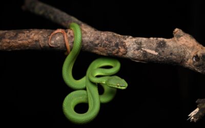 The White-Lipped Pit Viper (Trimeresurus Albolabris)