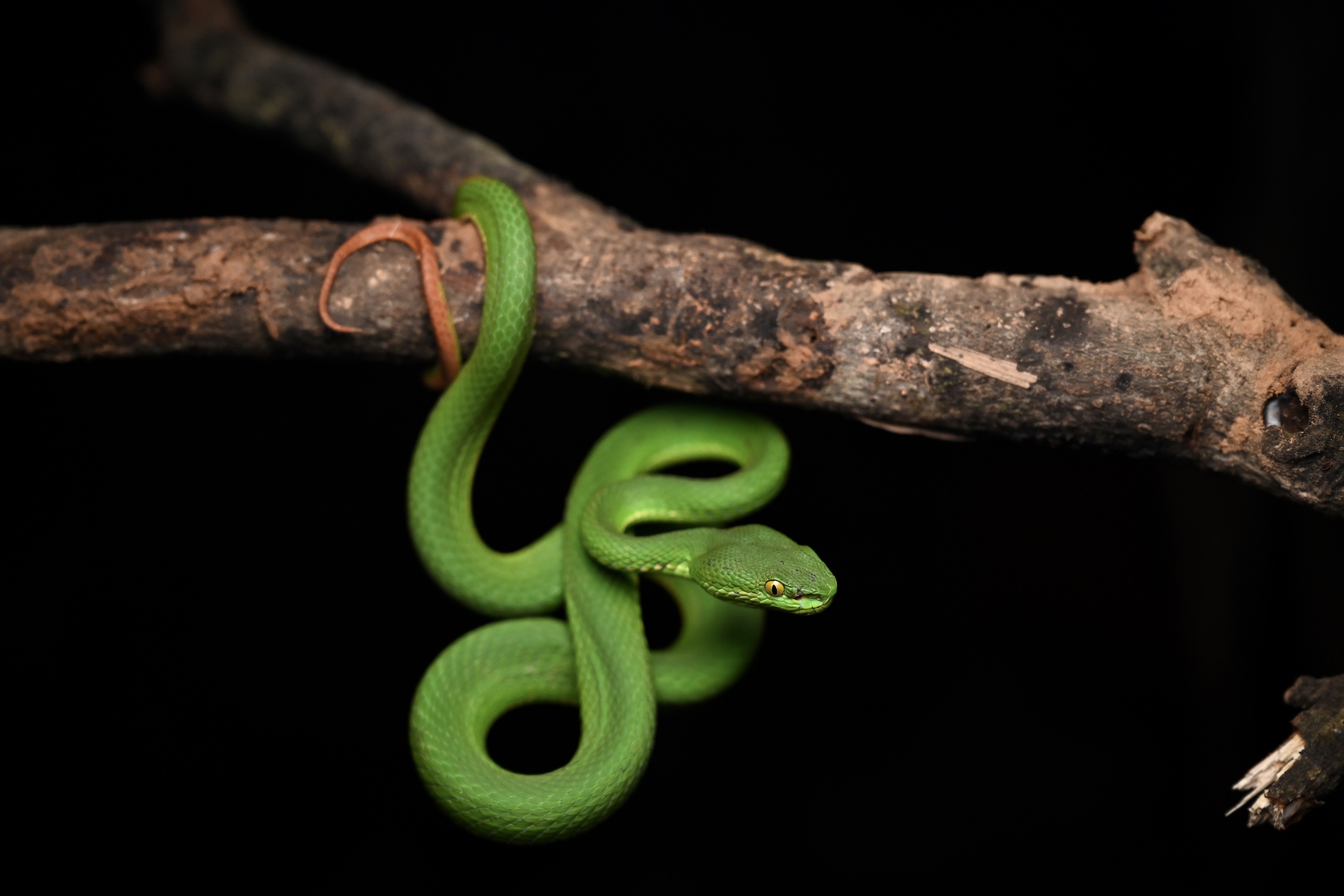 herping