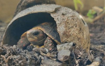 Reptiles and Amphibians That Live Underground