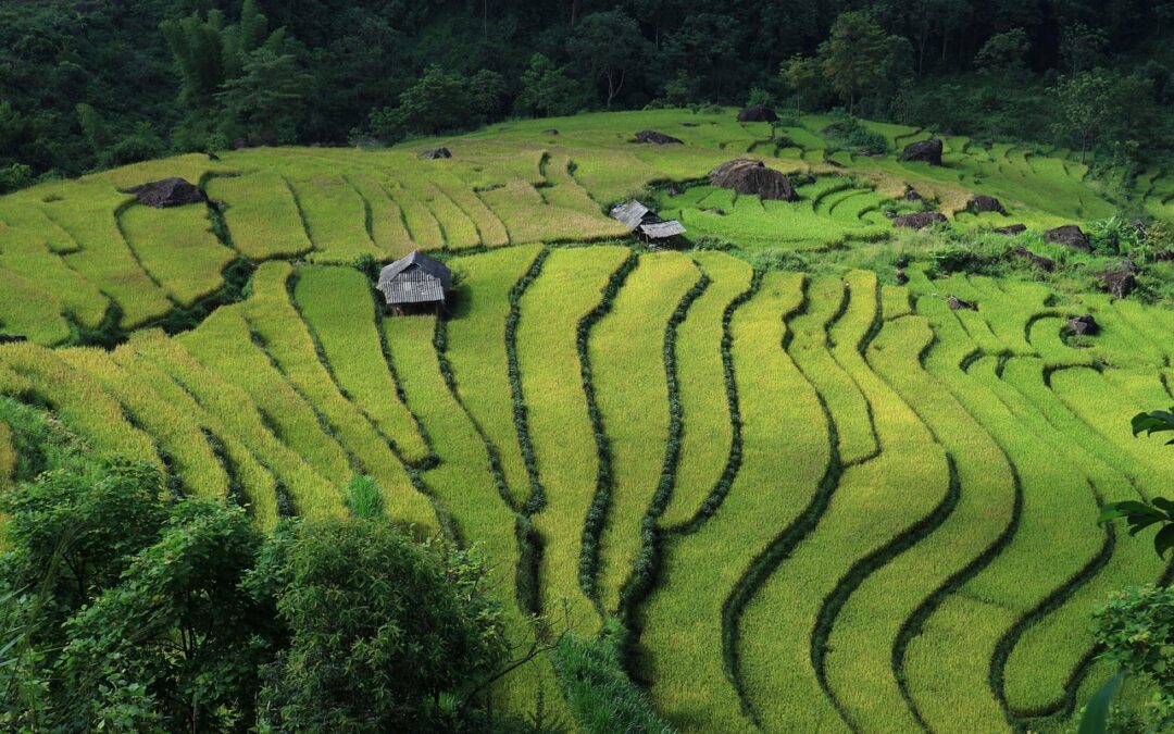 Herping in Vietnam
