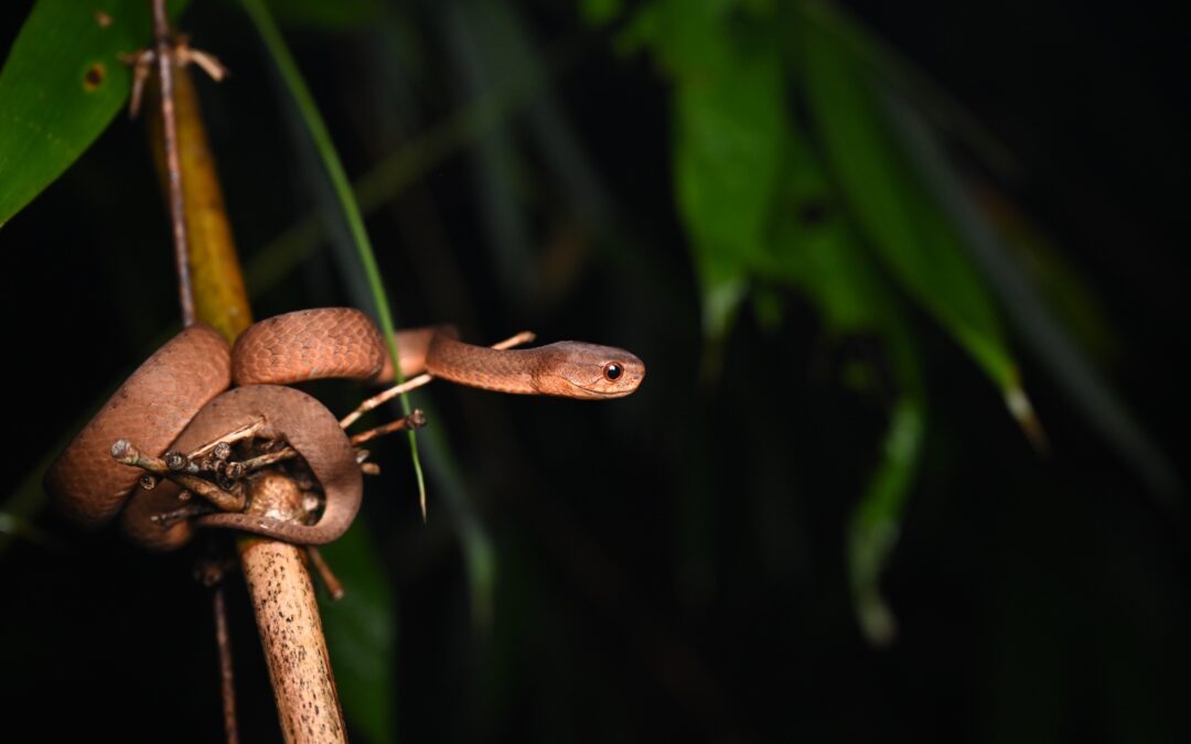 The Pareas Berdmorei Snake
