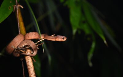The Pareas Berdmorei Snake