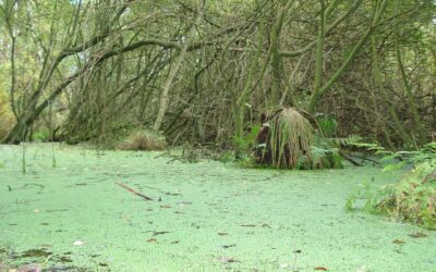 From Swamps to Deserts: How Habitat Shapes the Herping Experience